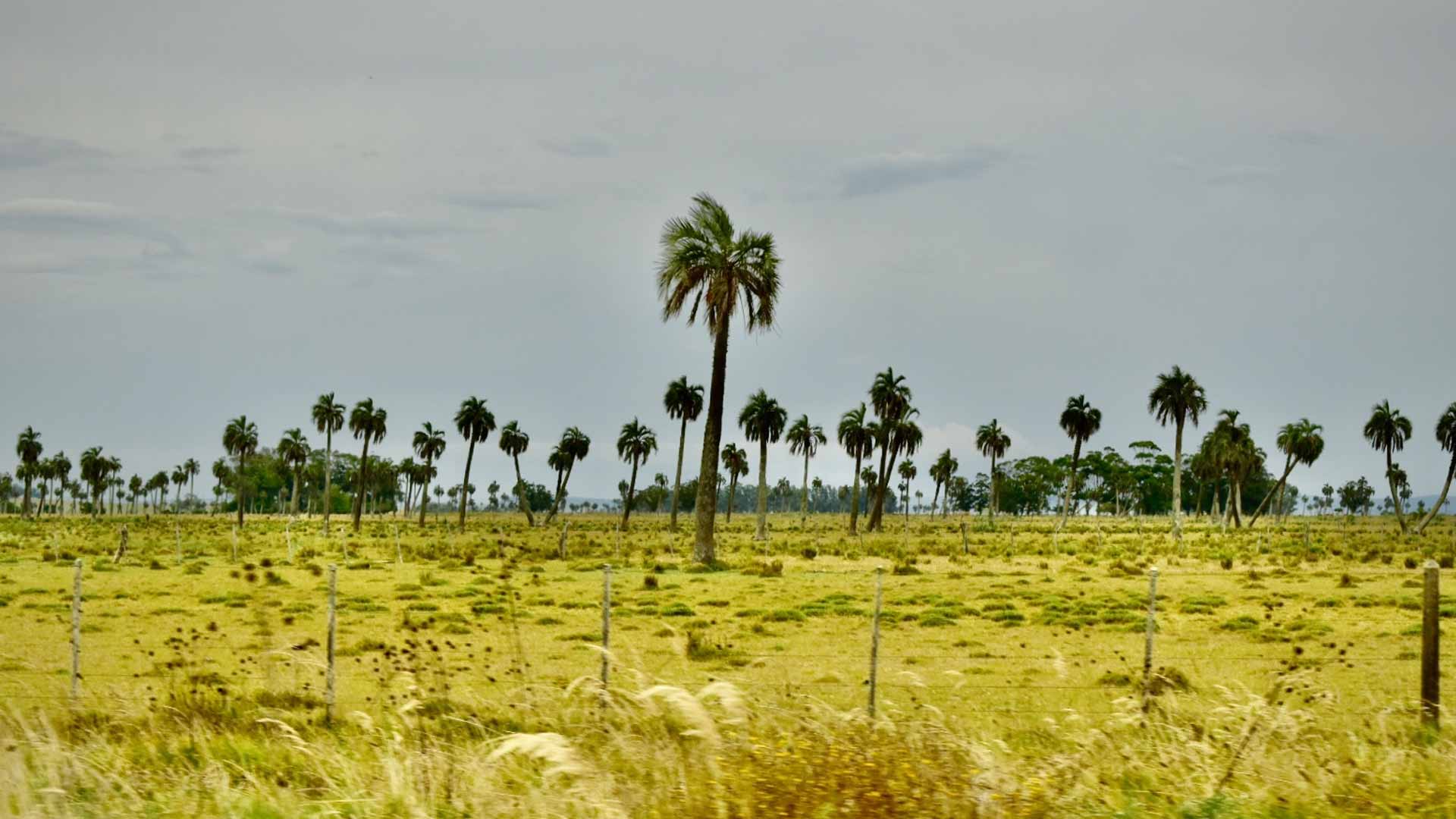 Palmares de Rocha